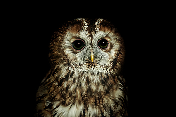 Image showing Tawny owl or brown owl (Strix aluco)