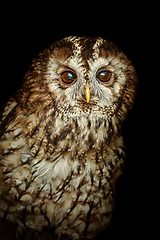 Image showing Tawny owl or brown owl (Strix aluco)