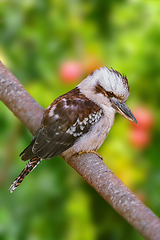 Image showing Kookaburras, terrestrial tree kingfishers