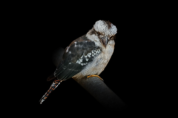 Image showing Kookaburras, terrestrial tree kingfishers