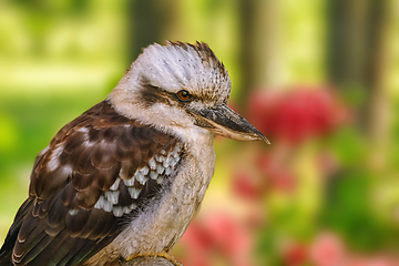 Image showing Kookaburras, terrestrial tree kingfishers