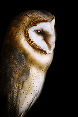 Image showing Common barn owl (Tyto alba)