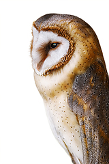 Image showing Common barn owl (Tyto alba)