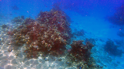 Image showing coral reef in Egypt, Makadi Bay