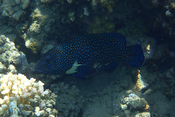 Image showing unknown fish from red sea