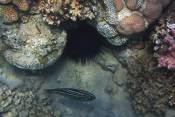 Image showing sixstriped soapfish (grammistes sexlineatus) fish