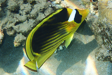 Image showing Diagonal butterflyfish (Chaetodon fasciatus)