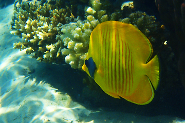 Image showing Bluecheek butterflyfish, Chaetodon semilarvatus