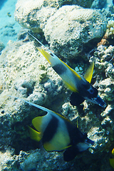 Image showing Red sea bannerfish (Heniochus intermedius)