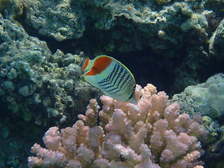 Image showing Redback butterflyfish (Chaetodon paucifasciatus)