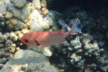 Image showing Pinecone soldierfish (Myripristis murdjan)