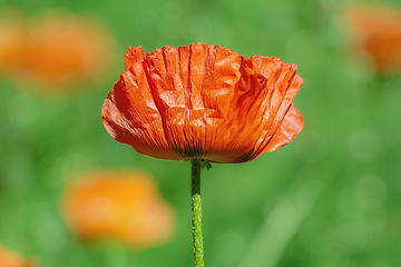 Image showing Blossom of poppy flower