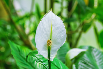 Image showing Spathiphyllum Flower