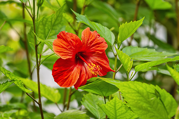 Image showing Hibiscus -  flowering plant in the mallow family