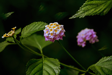 Image showing Lantana - perennial flowering plants