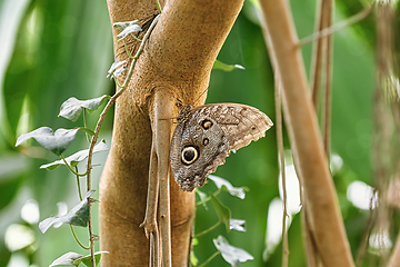 Image showing Caligo oedipus  butterfly