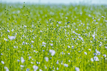 Image showing Large field of flax in bloom in spring