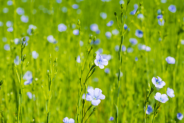 Image showing blue flax field closeup at spring shallow depth of field