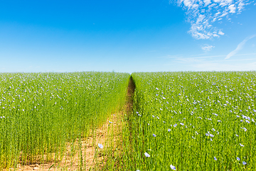 Image showing Large field of flax in bloom in spring