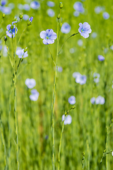 Image showing blue flax field closeup at spring shallow depth of field