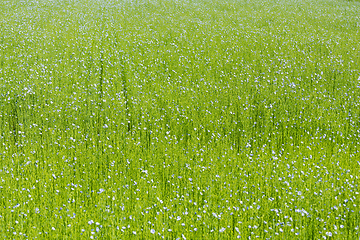 Image showing Large field of flax in bloom in spring