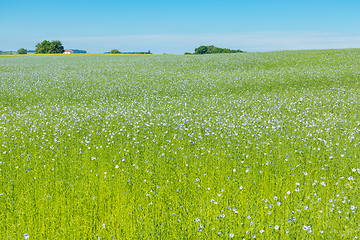 Image showing Large field of flax in bloom in spring