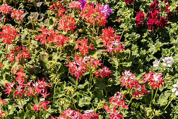 Image showing flowering geraniums in a spring flower market
