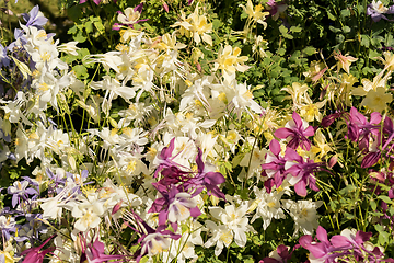 Image showing Delicate mixed columbine flowers in a floral market