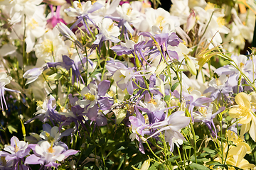 Image showing Delicate mixed columbine flowers in a floral market