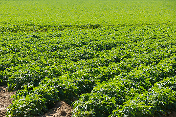 Image showing Large potato field with potato plants planted in nice straight r