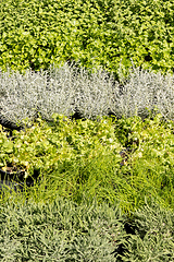 Image showing aromatic plant market rosemary sage mint parsley thyme basil sav