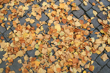 Image showing Autumn leaves