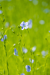 Image showing blue flax field closeup at spring shallow depth of field