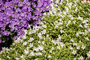 Image showing blue and white campanula flowers on a flower market