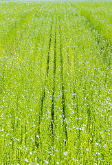 Image showing Large field of flax in bloom in spring