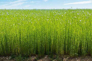 Image showing Large field of flax in bloom in spring