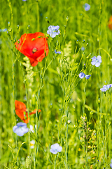 Image showing Red poppy flowers on blue flax field