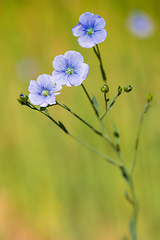 Image showing blue flax field closeup at spring shallow depth of field