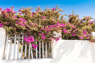 Image showing typical architecture of houses on the island of Santorini in Gre