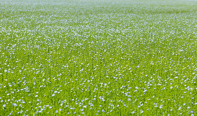 Image showing Large field of flax in bloom in spring