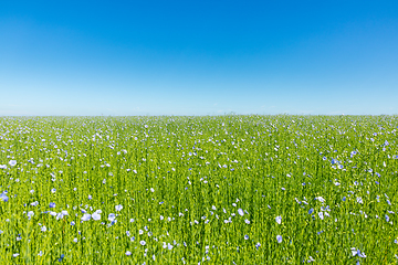 Image showing Large field of flax in bloom in spring