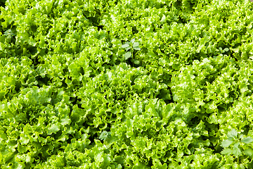 Image showing culture of organic salad in greenhouses