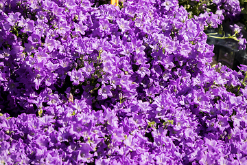 Image showing blue campanula flowers on a flower market