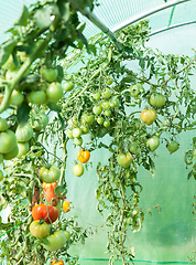 Image showing Organic tomatoes in a greenhouse