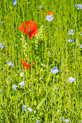 Image showing Red poppy flowers on blue flax field