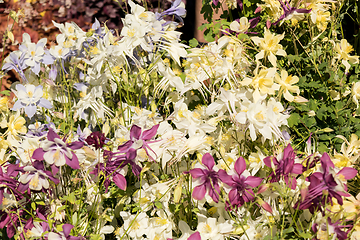 Image showing Delicate mixed columbine flowers in a floral market