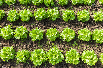 Image showing culture of organic salad in greenhouses