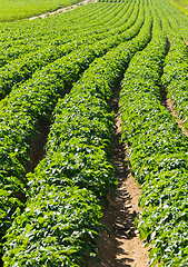 Image showing Large potato field with potato plants planted in nice straight rows