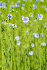 Image showing blue flax field closeup at spring shallow depth of field