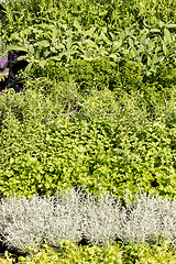 Image showing aromatic plant market rosemary sage mint parsley thyme basil sav